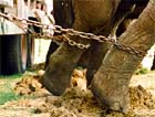 Elephant with legs chained