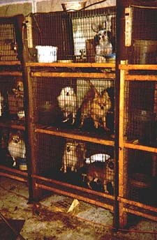 Indoor puppymill cages